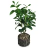 Magnolia Plant, (20”) -Home Improvement Sale 810498399
