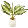 Zebra Plant In Ceramic Pot -Home Improvement Sale 810509522