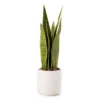 Wild Sedona Artificial Snake Plant With White Ceramic Pot -Home Improvement Sale 810604547 A0